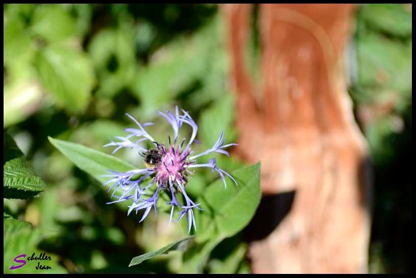 _DSC0936 copie